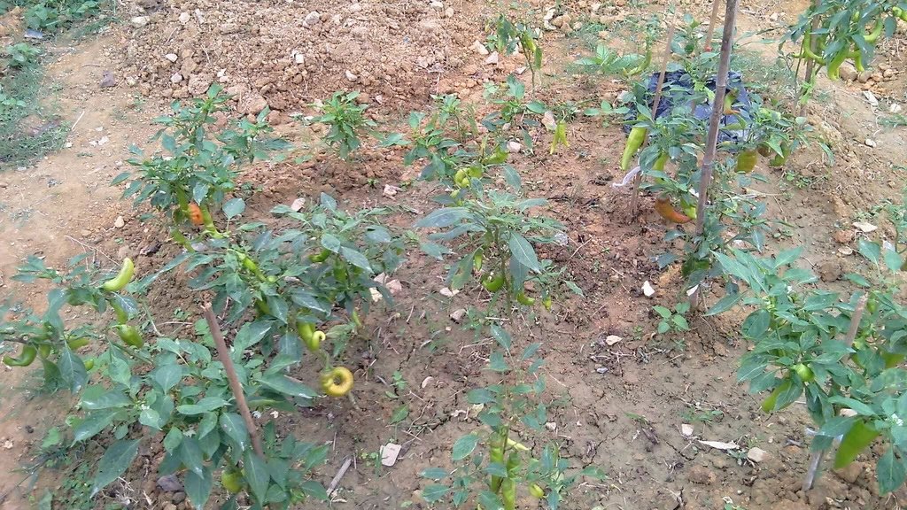 2014110709.jpg